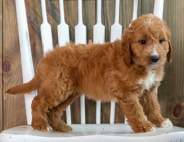 Kay came from Marlee and Milo's litter of F1 Goldendoodles