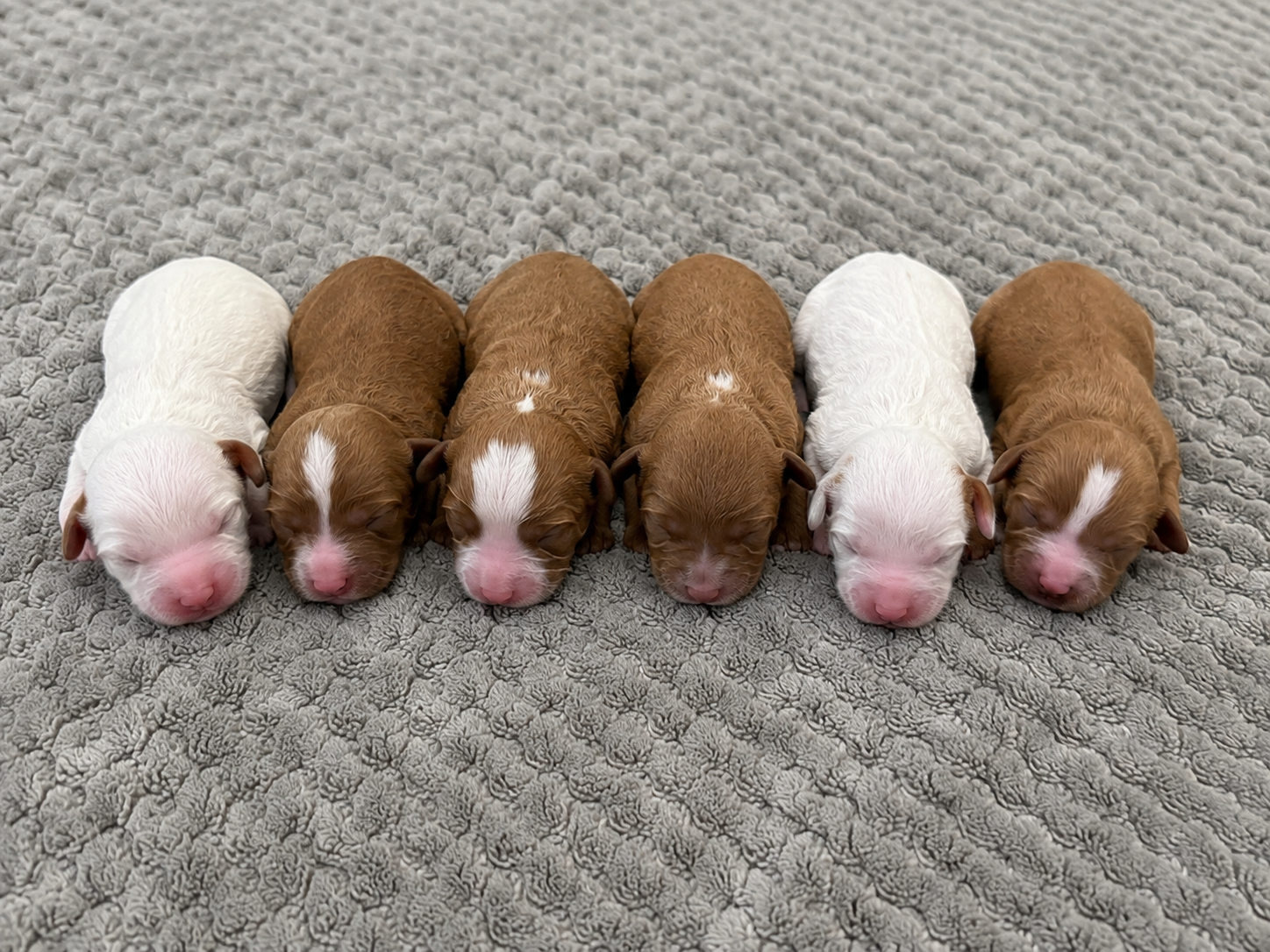 A litter of Petite Cavapoos raised in Iowa by Poodles 2 Doodles