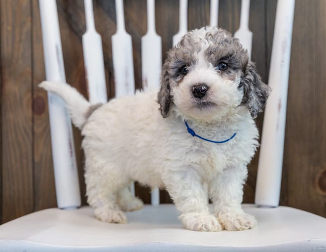 A picture of a Oscar, one of our Mini Sheepadoodles puppies that went to their home in Virginia