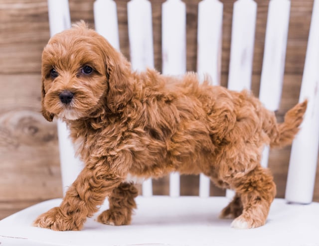 Tess came from Ginger and Rugar's litter of F1 Irish Doodles