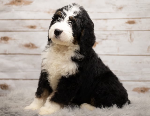 Another great picture of Indi, a Bernedoodles puppy