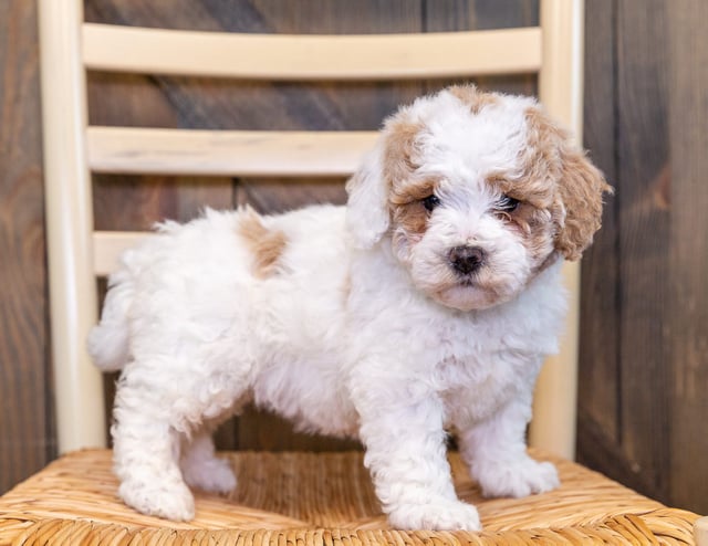 A picture of a Zelli, one of our Mini Goldendoodles puppies that went to their home in Nebraska