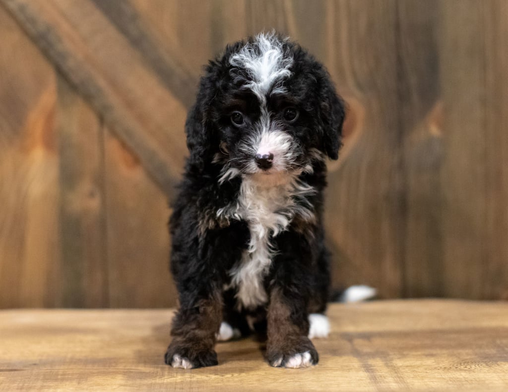 A picture of a Quin, one of our Mini Bernedoodles puppies that went to their home in New York