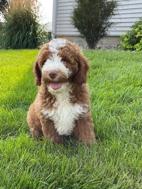 A picture of a Victor, one of our Mini Goldendoodles puppies that went to their home in Florida