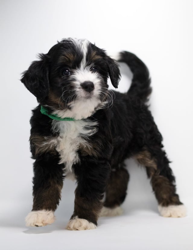 A picture of a Flair, a gorgeous Mini Bernedoodles for sale