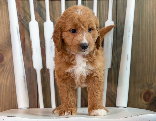A picture of a Kay, one of our Mini Goldendoodles puppies that went to their home in Massachusetts 