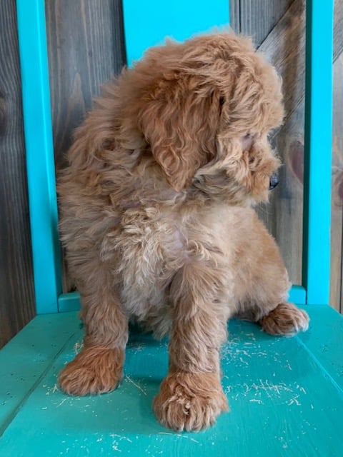 Fana came from Fana and Griffin's litter of F1 Goldendoodles