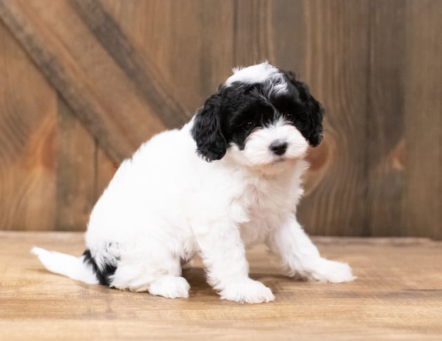 Clara is an F1B Cavapoo that should have  and is currently living in Tennessee