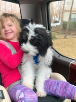 Mini Sheepadoodle Puppy in Texas