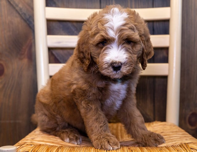 A picture of a Wren, one of our Mini Goldendoodles puppies that went to their home in Nebraska