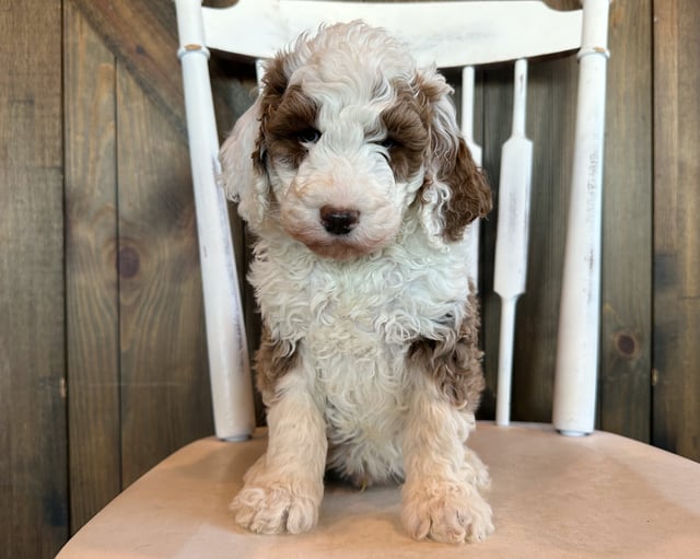 Goose is an F1B Goldendoodle for sale in Iowa.