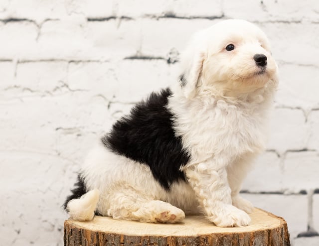 Tarek is an F1 Sheepadoodle for sale in Iowa.