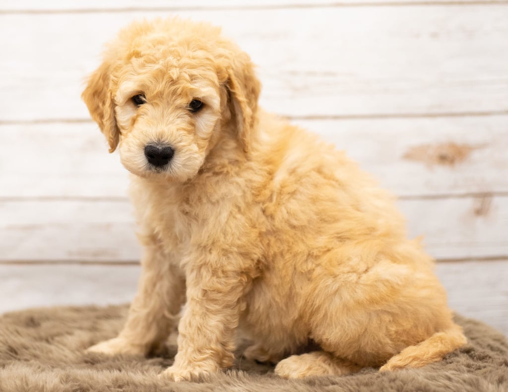 Otis is an Multigen Goldendoodle that should have  and is currently living in Minnesota