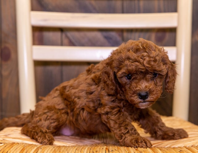 A picture of a Ebi, one of our Petite Cavapoos puppies that went to their home in Michigan