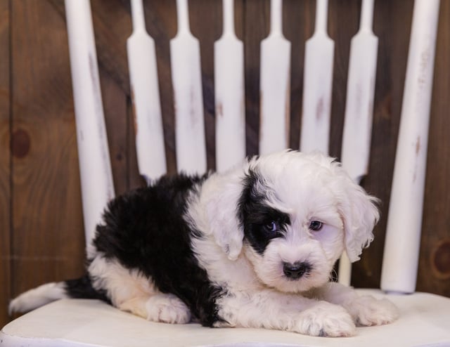 A picture of a Luther, one of our Mini Sheepadoodles puppies that went to their home in California