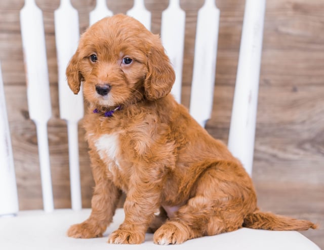 This litter of Goldendoodles are of the F1 generation.