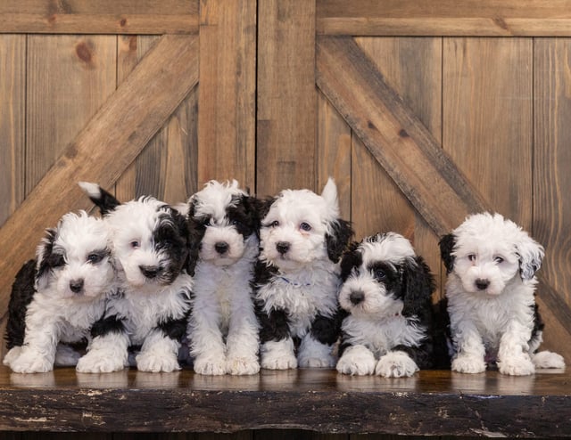 A litter of Mini Sheepadoodles raised in Iowa by Poodles 2 Doodles