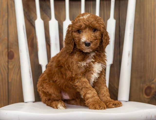 A picture of a Flynn, one of our Standard Goldendoodles puppies that went to their home in California