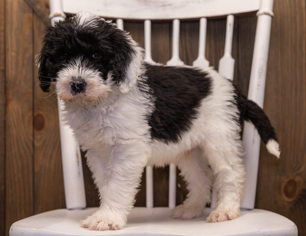 Utah is an F1 Sheepadoodle that should have  and is currently living in Connecticut