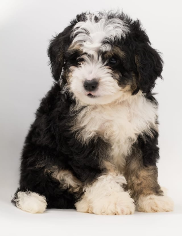 A picture of a Bean, a gorgeous  Bernedoodles for sale