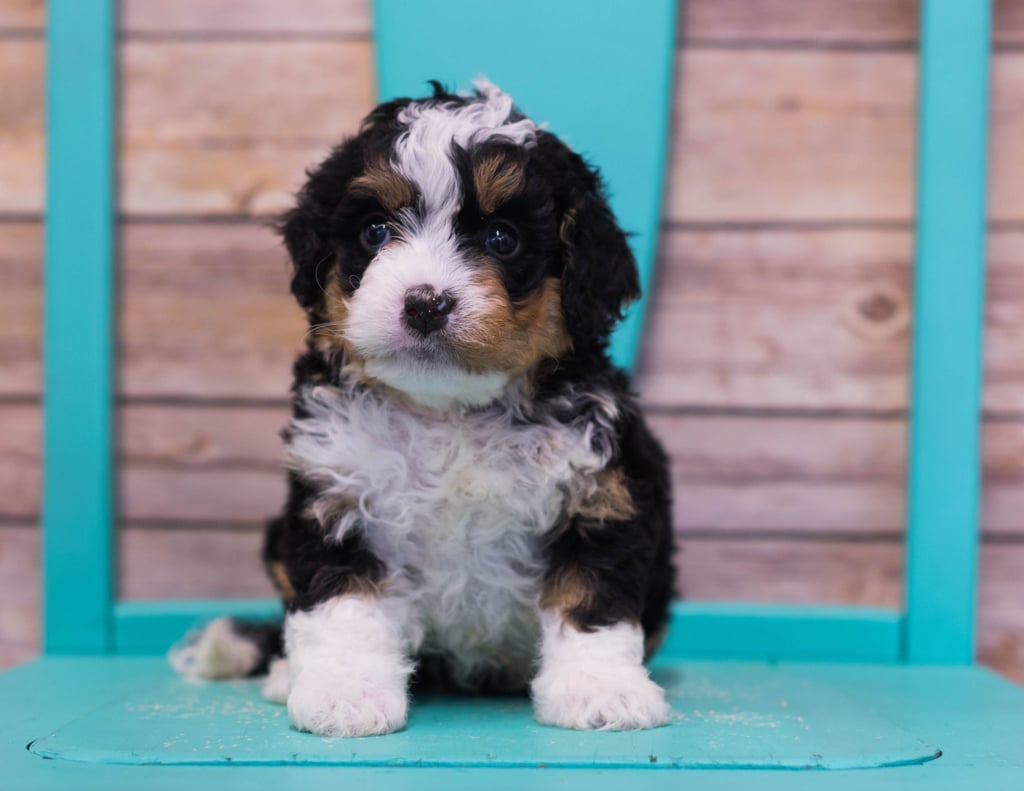 A picture of a Lexy, one of our Mini Bernedoodles puppies that went to their home in California