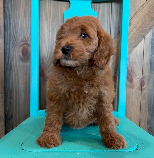 A picture of a Nola, one of our Mini Irish Doodles puppies that went to their home in Minnesota