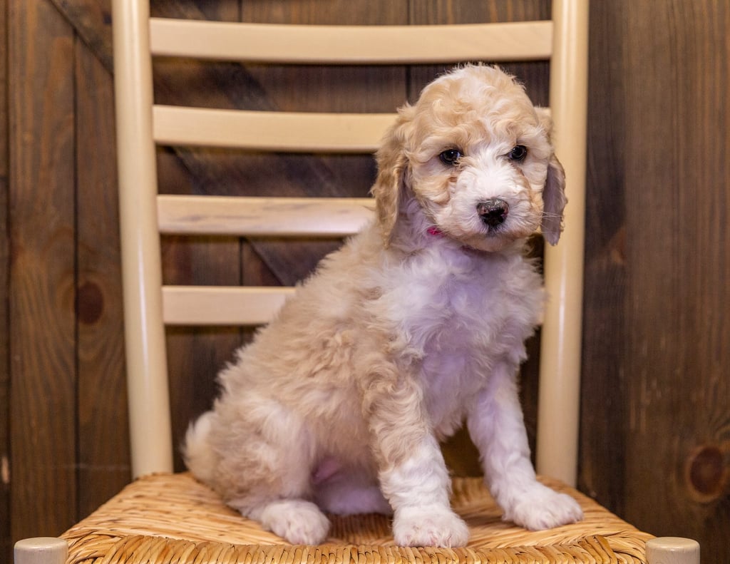 A picture of a Valentine, one of our Standard Sheepadoodles puppies that went to their home in Iowa