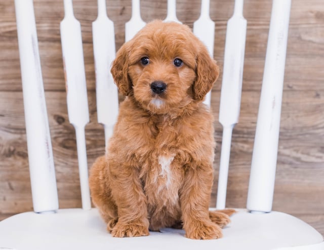 These Goldendoodles were bred by Poodles 2 Doodles in Iowa. Their mother is Jazzy and their father is Rugar
