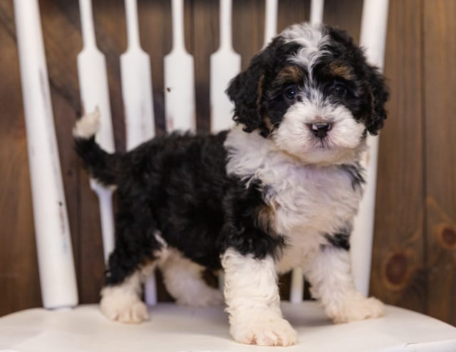 A picture of a Yani, one of our Mini Bernedoodles puppies that went to their home in Indiana