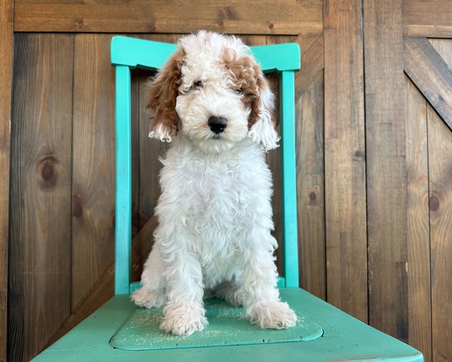 A picture of a Eleanor, one of our Mini Goldendoodles puppies that went to their home in Nebraska