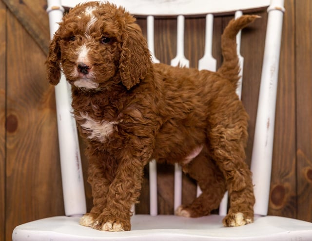 A picture of a Zee, one of our Mini Goldendoodles puppies that went to their home in Ohio