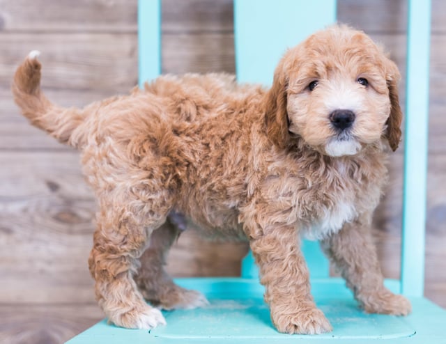 Oscar is an F1 Goldendoodle that should have  and is currently living in Iowa