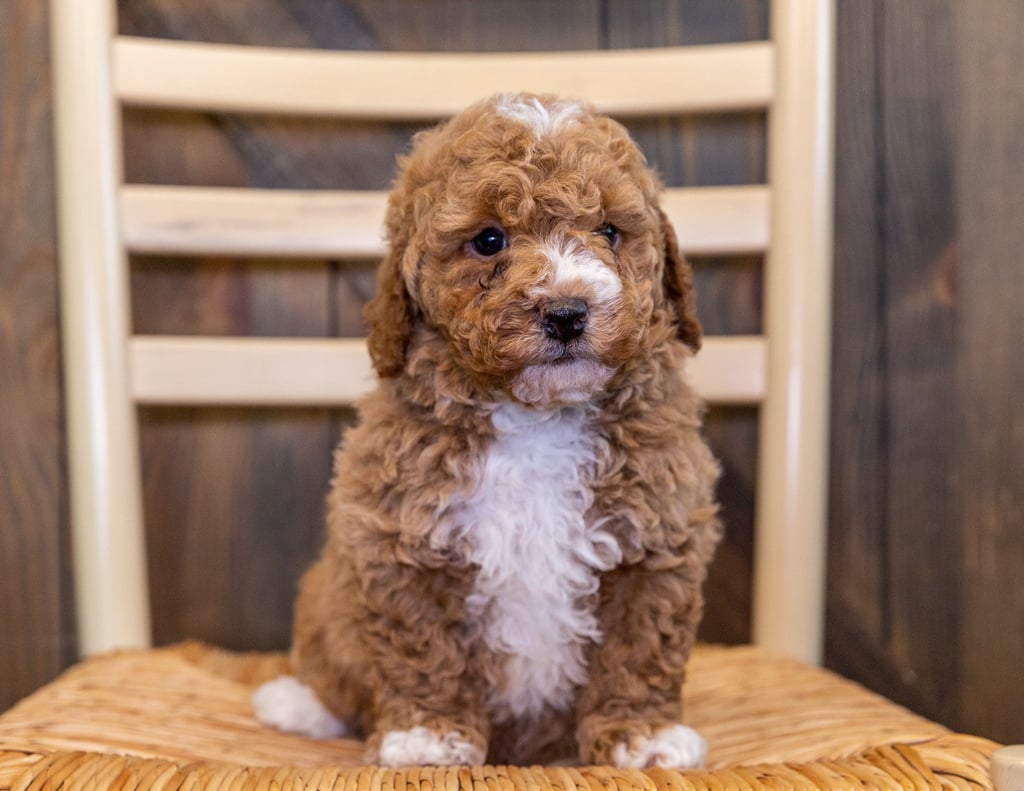 Zoka is an F1B Goldendoodle that should have  and is currently living in Minnesota