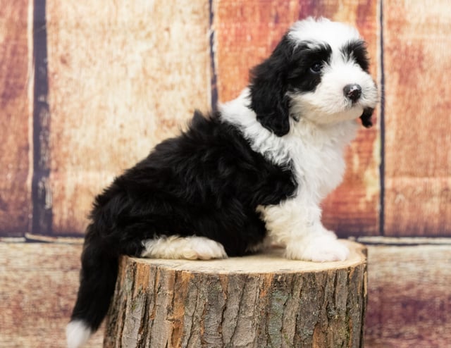 Uffy is an F1 Sheepadoodle for sale in Iowa.