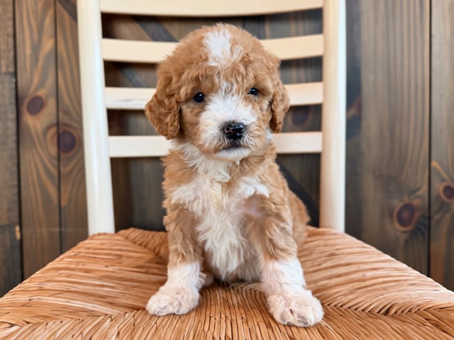 A picture of a Henry, a gorgeous Standard Goldendoodles for sale