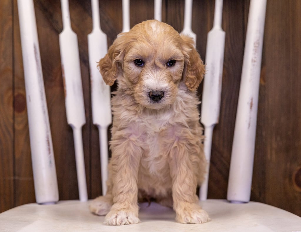 Our cute Standard Goldendoodles available for sale!