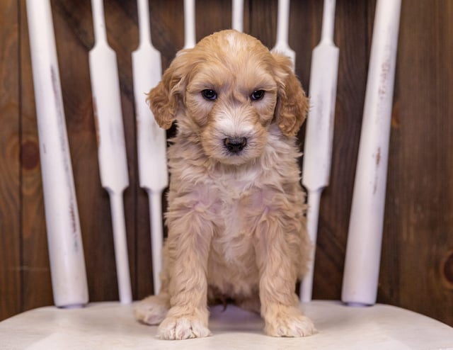 Gorgeous Standard Goldendoodles available for sale!