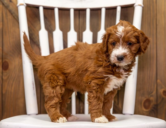 Yak is an F1 Goldendoodle for sale in Iowa.