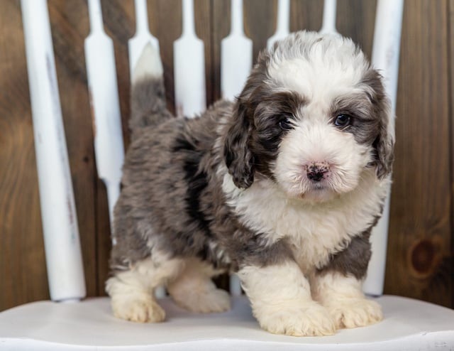 Gorgeous Mini Bernedoodles available for sale!