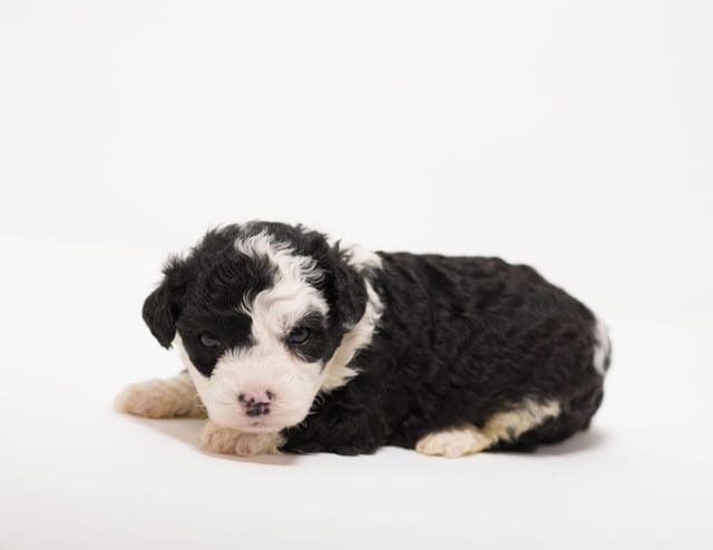 Goldi was born on 10/15/2018