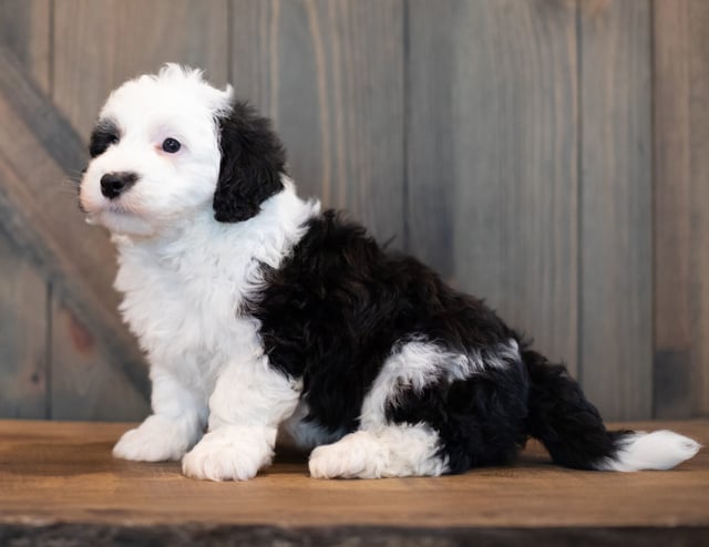 A picture of a Urbane, one of our Mini Sheepadoodles puppies that went to their home in California