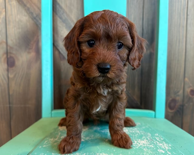 A picture of a Fairy, one of our Petite Cavapoos puppies that went to their home in Nebraska