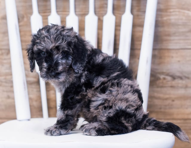 Aci came from Maci and Merlin's litter of F1B Goldendoodles