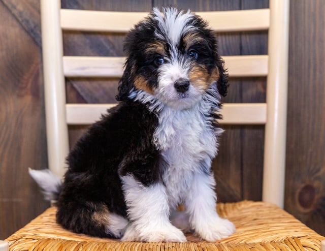 A picture of a Xella, one of our Standard Bernedoodles puppies that went to their home in Iowa