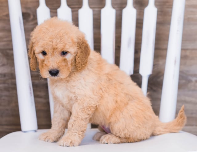 Venus is an F1 Goldendoodle that should have  and is currently living in Minnesota