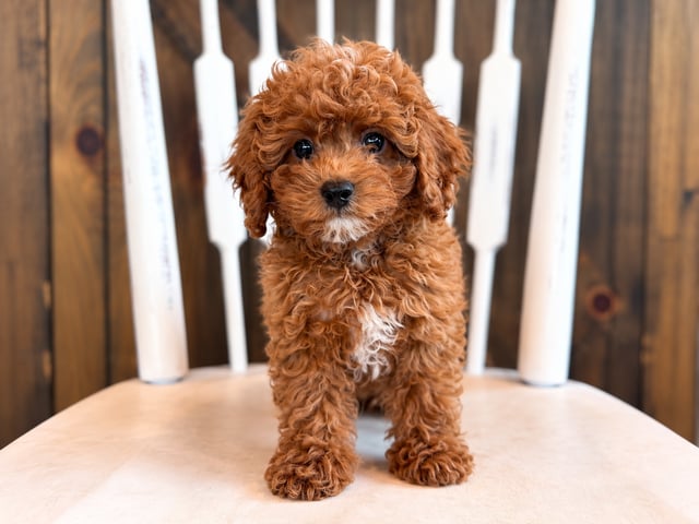A picture of a Graham, a gorgeous Petite Cavapoos for sale
