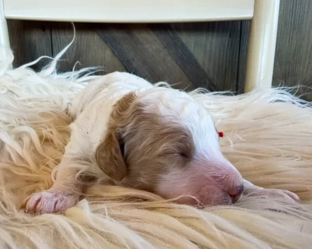 A picture of a Slate, a gorgeous Mini Goldendoodles for sale