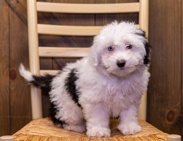 A picture of a Scruffy, one of our Mini Sheepadoodles puppies that went to their home in Wisconsin