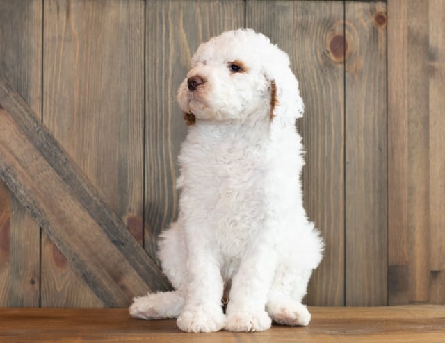 A picture of a Xantus, one of our Mini Goldendoodles puppies that went to their home in California