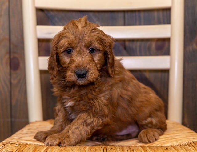 Hawkeye came from Aspen and Reggie's litter of F1 Goldendoodles